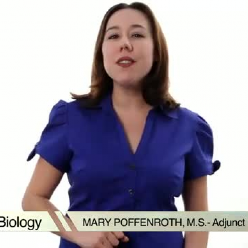 Learn_Biology__How_to_Draw_a_Punnett_Square