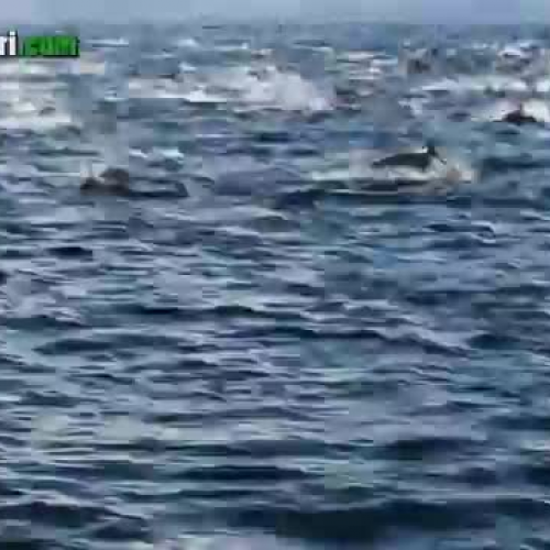 Dolphin Stampede Overtakes Whale Watching Boa