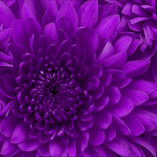 Be Bigger Than The Bully Video