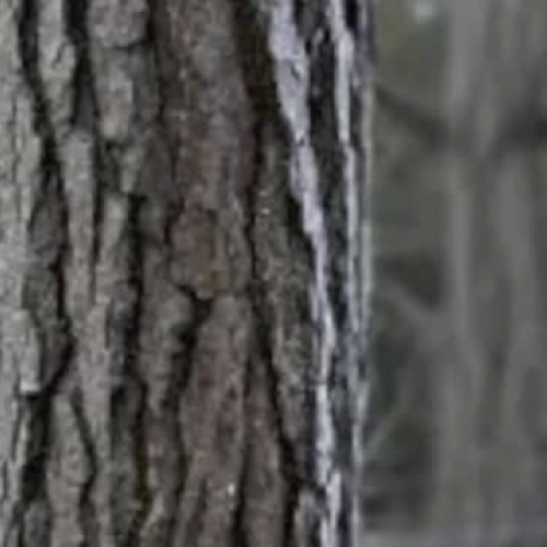 mark p. _ memoir1213