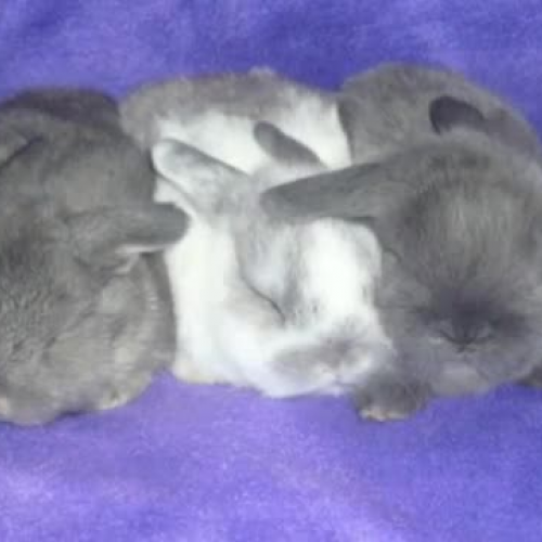 FrancescaL_memoir1213