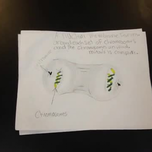 Telophase - Period 4