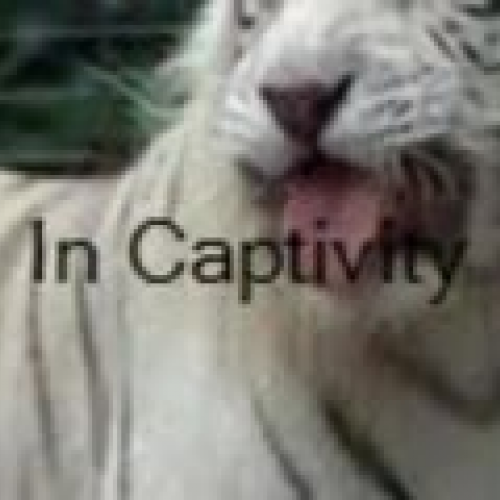 sarah white siberian tigers