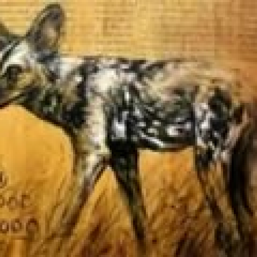 vinny wilddogdocumentary