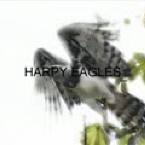 patrick HARPY EAGLE MAN