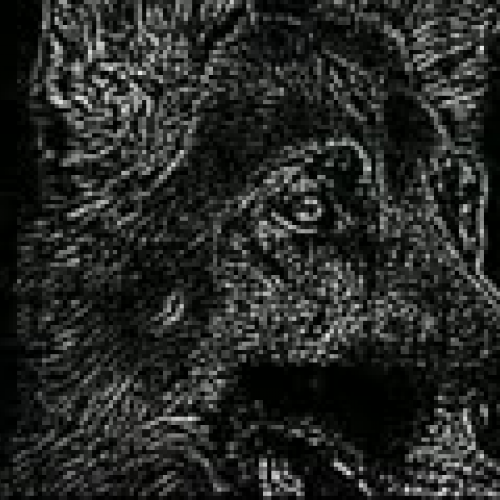 Andrew german shapered