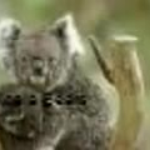 koalastorywithmotionemma