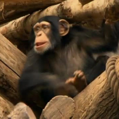 Becoming Human 3  First Steps (NOVA) Part 3 4