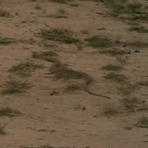 Cobra vs. Mongoose