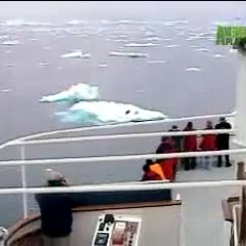 Orcas Attack Seal