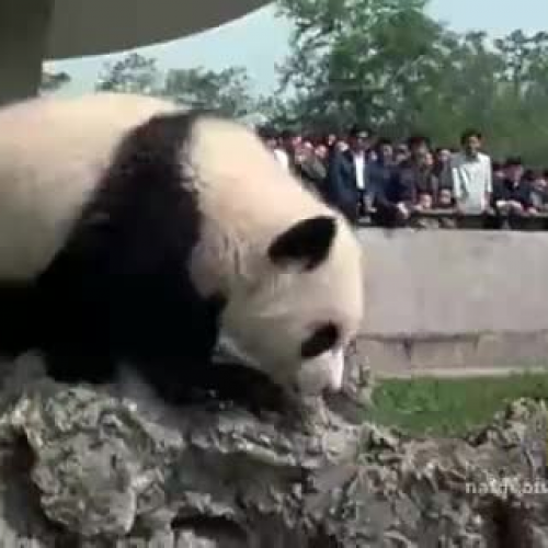 Elusive Giant Panda