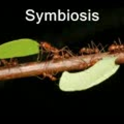 Symbiosis PG