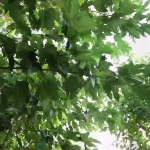 Celebrating 100 Years of Tarzan 