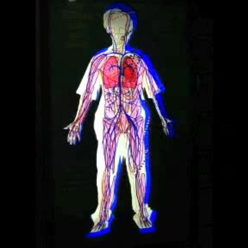 A Closer Look At: The Circulatory System