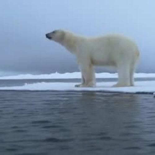 Polar Bear Stalking