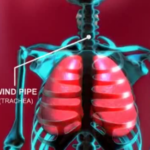 Understanding Asthma - 360p [Animation]