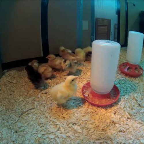 chicks 1 week