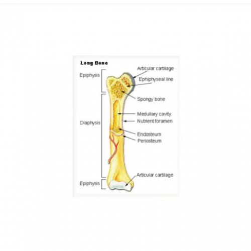 Anatomy of a long bone