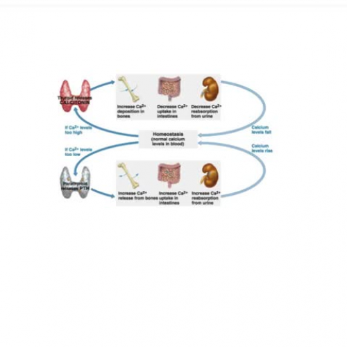 Regulation of calcium