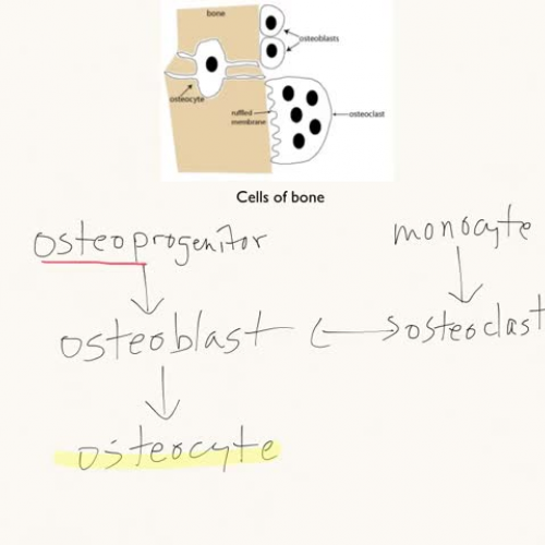 Cells of Bone