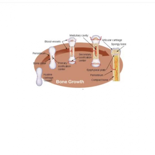 Endochondral ossification