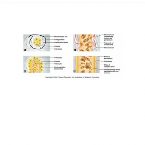 intramembranous ossification