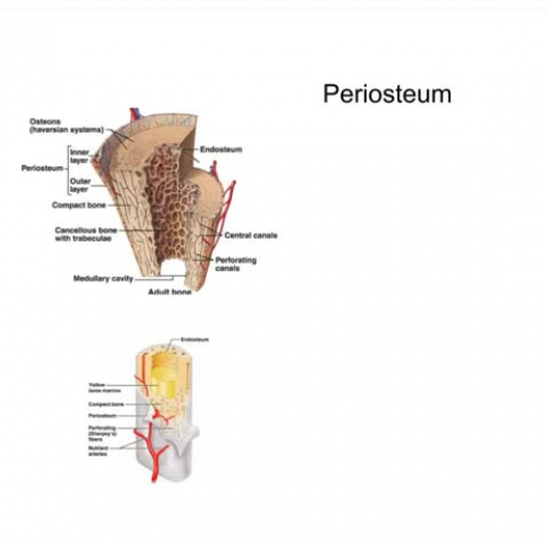 periosteum