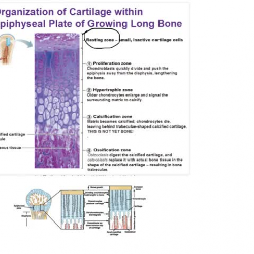 epiphyseal growth