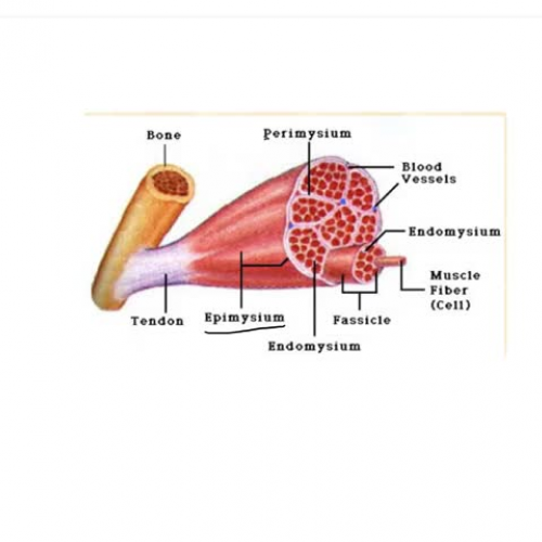 Connective tissue of muscle