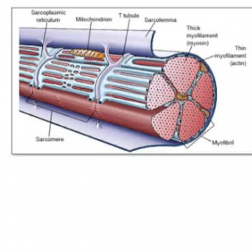 muscle cell structure