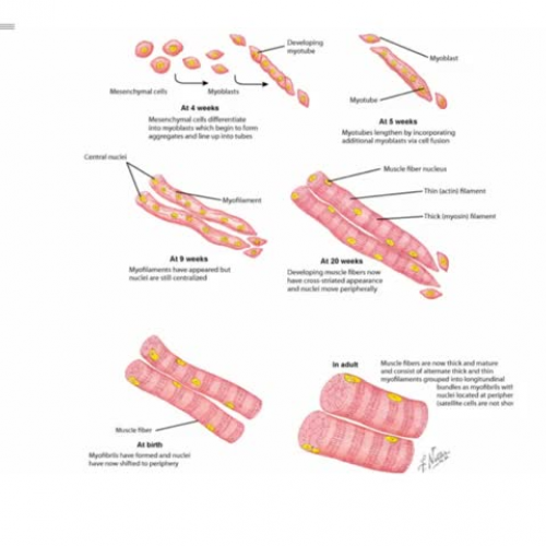 muscle development