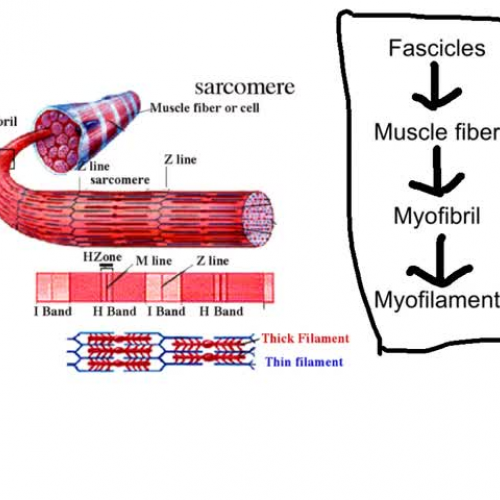 Sarcomere