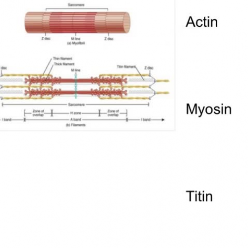 Sarcomere structure