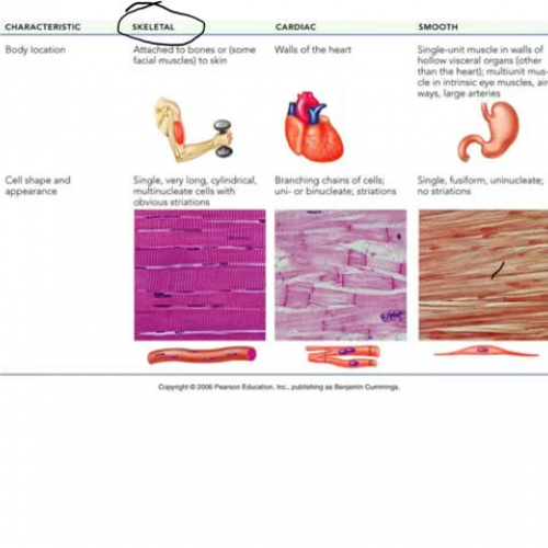 types of muscle