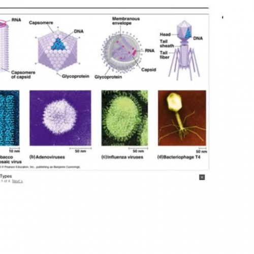 Viral structure