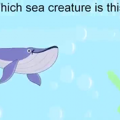 Learn About Sea Creatures