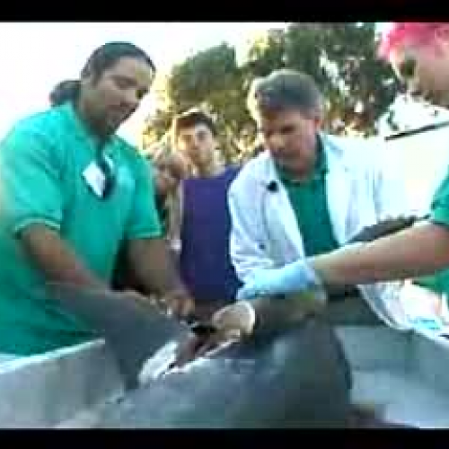 shark digestive tract