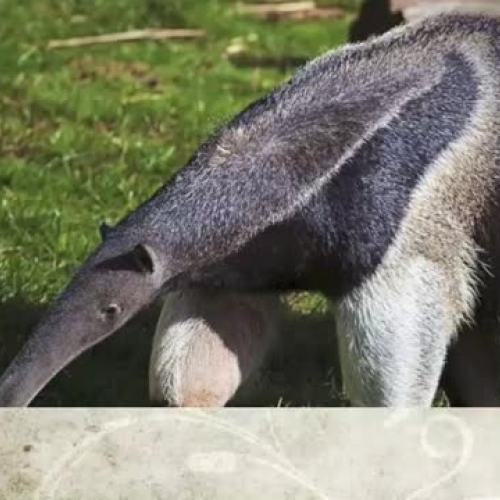 Anteaters