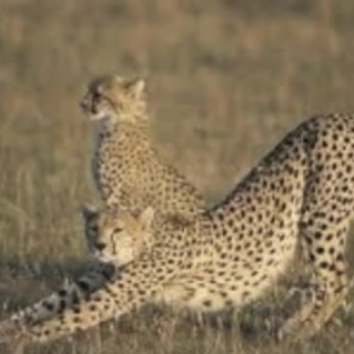 Cheetahs