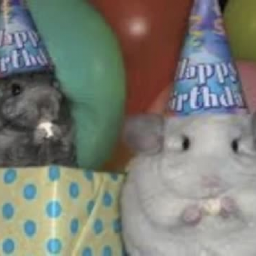 Chinchillas 