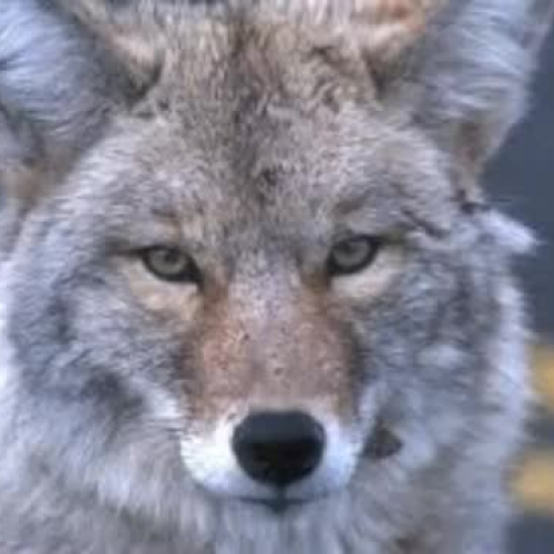 coyote