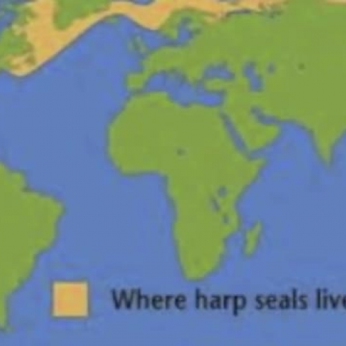 Harp Seals