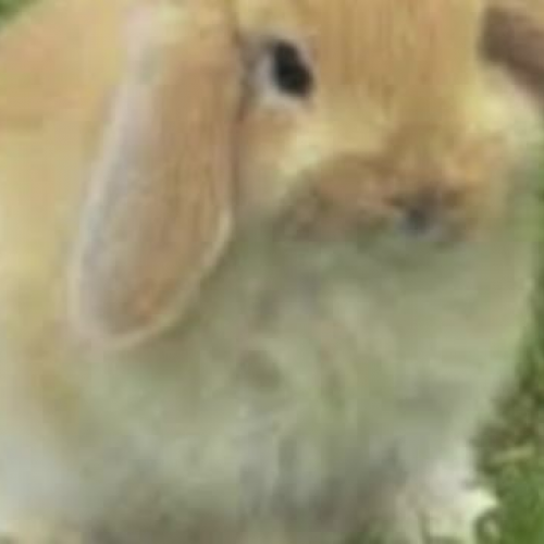 holland lop