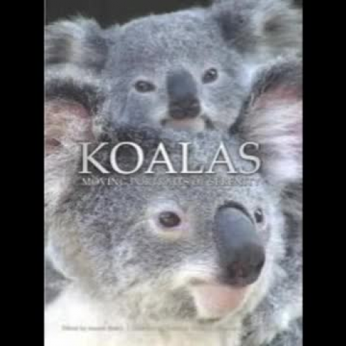 koalas