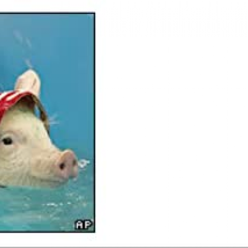 Acciones de los animales