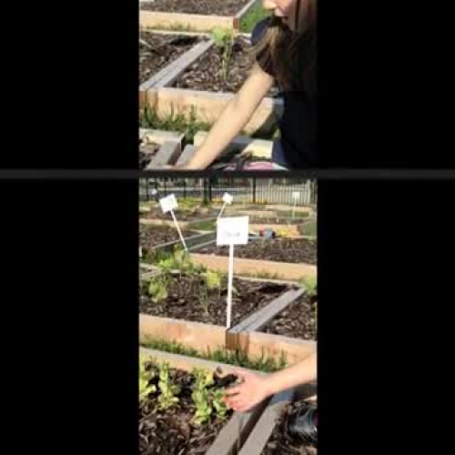 Sophia’s IIM Project - 1st Grade (Boyse