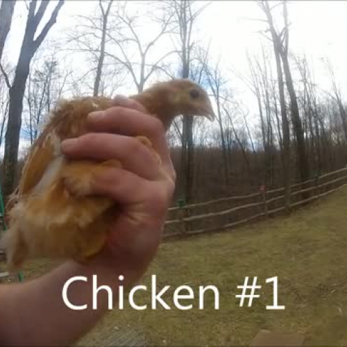 Identify Chicken Breeds