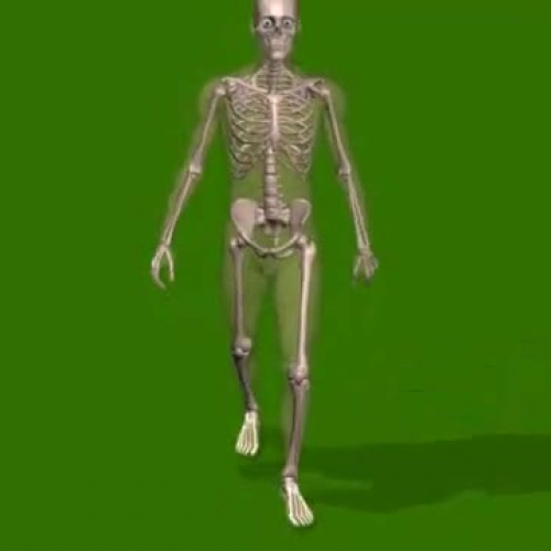 Medical animation of walking skeleton