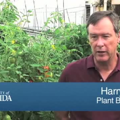 Producing Flavorful Tomatoes 