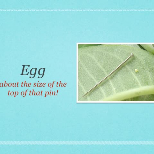 Life cycle of butterfly podcast project